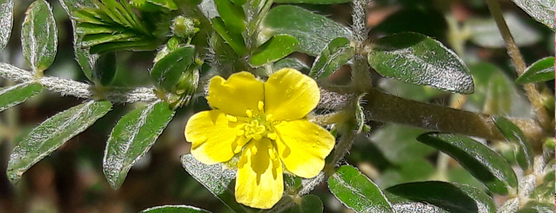 Tribulus_terrestris