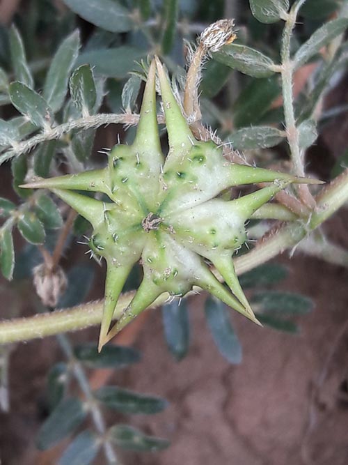 Tribulus - seme