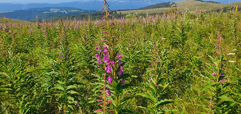 Velika vrbovka (Epilobium angostifolium)