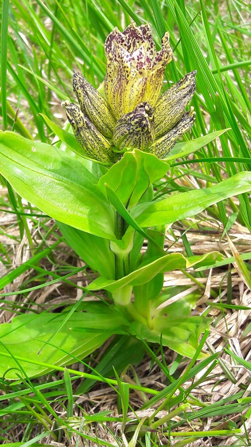 Lincura kepec (Gentiana punctata)