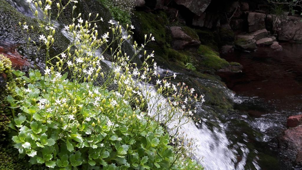 Zvezdasta kamenolomka - Saxifraga stellaris L.