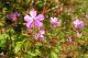 Crveni zdravac (Geranium robertianum) cvet