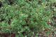Crveni zdravac (Geranium robertianum) u prirodi