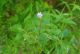 Karakteristicni cvet Male mlecikae(Epilobium parviflorum)