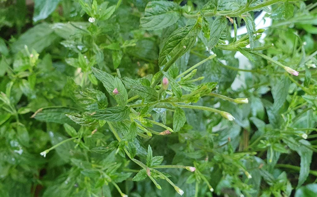 Mala mlecika (Epilobium parviflorum)