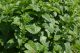 Matočina (Melissa officinalis), biljka za dusu i telo
