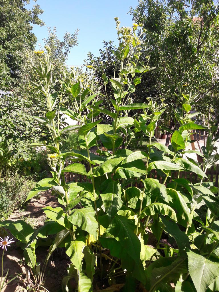 Beli oman (Inula helenium), biljka za respekt