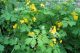 Detalj cvetova Ruse (Chelidonium majus)