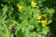 Rusa (Chelidonium majus L.)