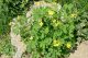 Rusa (Chelidonium Majus) u prirodi