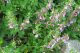 Podubica (Teucrium chamaedrys)