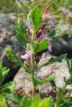 Podubica (Teucrium chamaedrys)