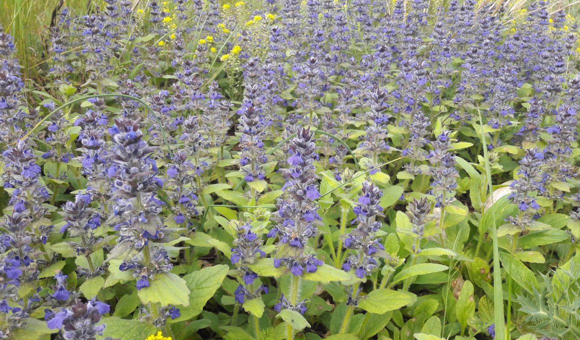 Ajuga reptans - puzava Ivica