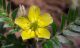 Tribulus terrestris cvet