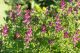 Dimnjača (Fumaria officinalis) u prirodnom staništu sa karakterističnim sivozelenim listovima i roze cvetovima