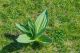 Lincura (Gentiana lutea), mlada biljka na planinskom pasnjaku