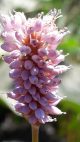 Cvet srčenjaka (Polygonum bistorta)