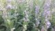 Žalfija (Salvia officinalis)  - list i cvet