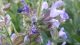 žalfija (Salvia officinalis) - cvet u krupnom planu