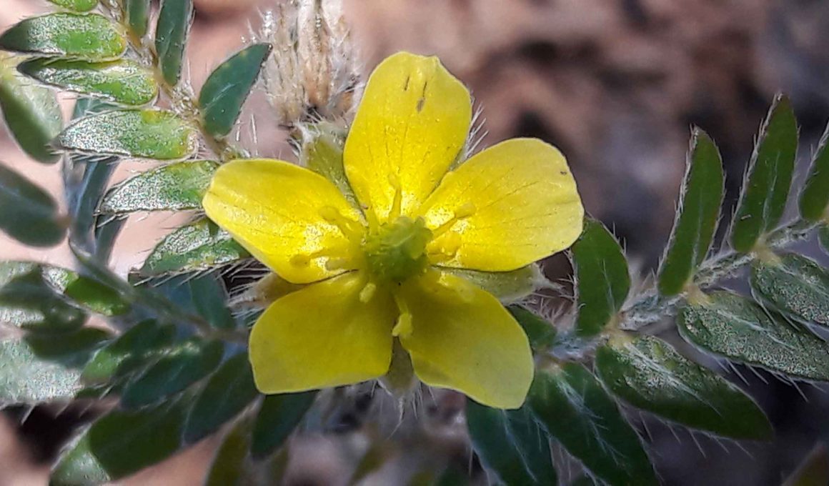 Tribulus terrestris cvet