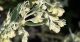 Cvet Belog pelina (Artemisia absinthium L.)
