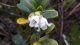 Brusnica (Vaccinium vitis-idaea), cvet