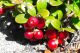 Brusnica (Vaccinium vitis-idaea) u svojoj punoj zrelosti