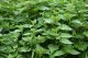 Kopriva (Urtica dioica L.) u prirodnom stanistu