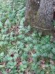 Lazarkinja (Galium odoratum) u prirodnom stanistu