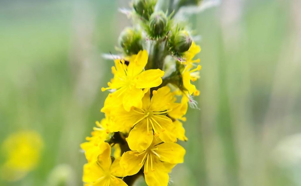 Osušena biljka Petrovac (Agrimonia eupatoria)