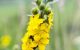 Osušena biljka Petrovac  (Agrimonia eupatoria)