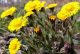 Cvet podbela (Tussilago farfara)