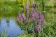 Potočnjak (Lythrum salicaria) u prirodi