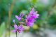 Potočnjak (Lythrum salicaria), Cvet