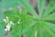 Cvet i list Lazarkinje (Galium odoratum)