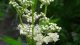 Beli i gusti cvat suručice (Filipendula ulmaria)