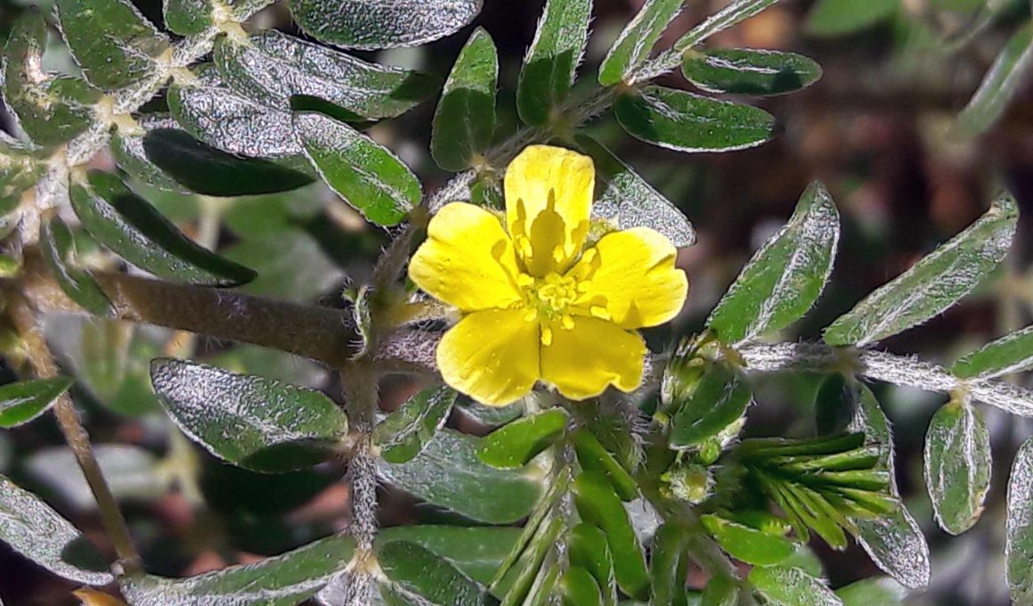 Cvet Babin zub (Tribulus terrestris)