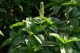 Bosiljak (Ocimum basilicum) u prirodi sa zelenim listovima i belim cvetovima