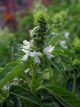 Bosiljak (Ocimum basilicum), cvet