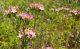 Kičica (Centaurium erythraea) u prirodnom, livanskom staništu