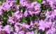 Majčina dušica (Thymus serpyllum)