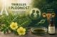 Tribulus terrestris i plodnost – tradicionalna upotreba i savremena istraživanja