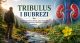 Tribulus i bubrezi – tradicionalna povezanost sa funkcijom bubrega