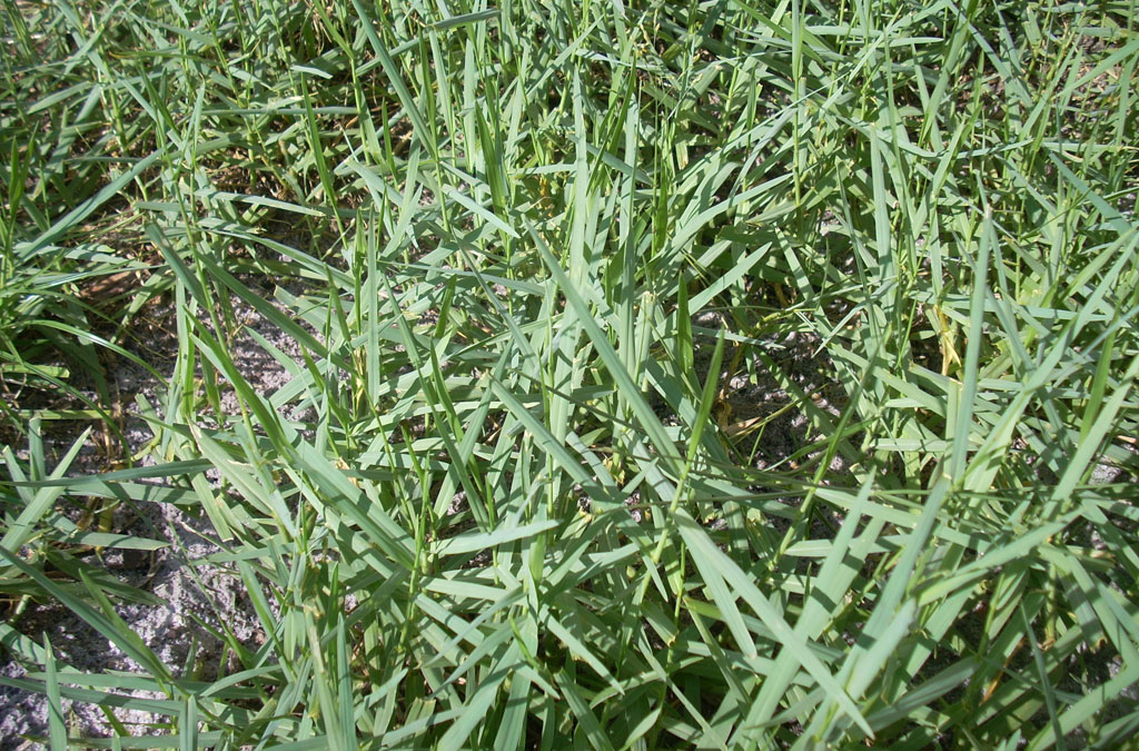 Pirevina (Agropyron repens) i korov i lek