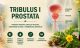 Tribulus i prostata – zdravlje prostate i urinarni sistem muškarca